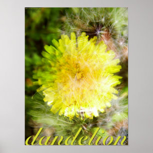 Póster Dandelion