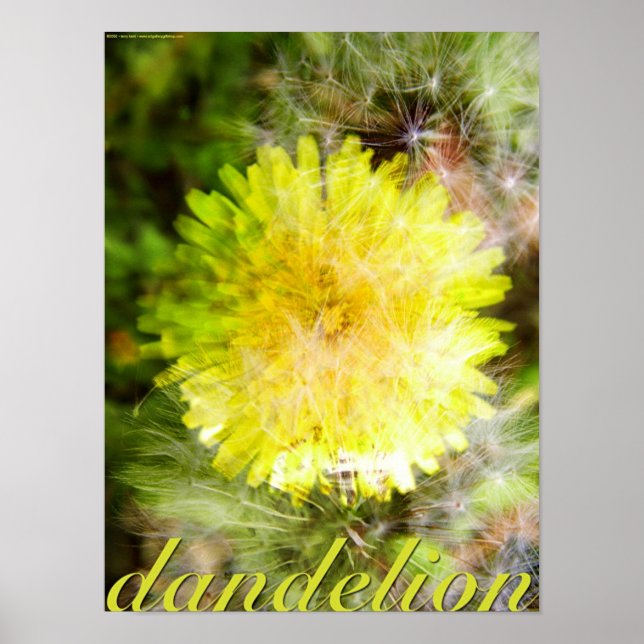 Póster Dandelion (Frente)