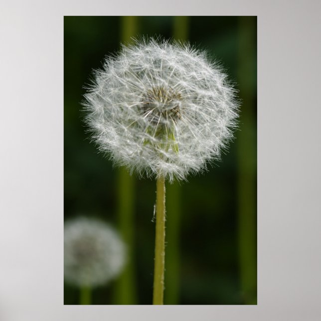 Poster Dandelion (Frente)