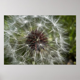 Poster Dandelion
