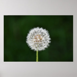 Poster Dandelion