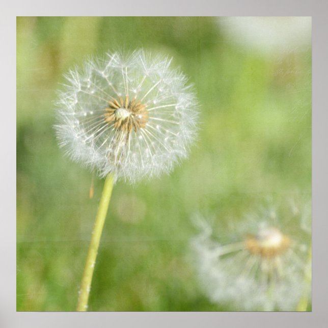 Poster Dandelion (Frente)