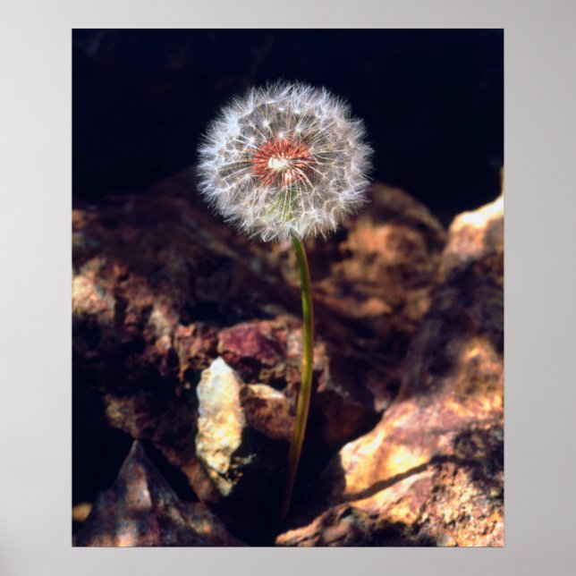 Póster Dandelion (Frente)