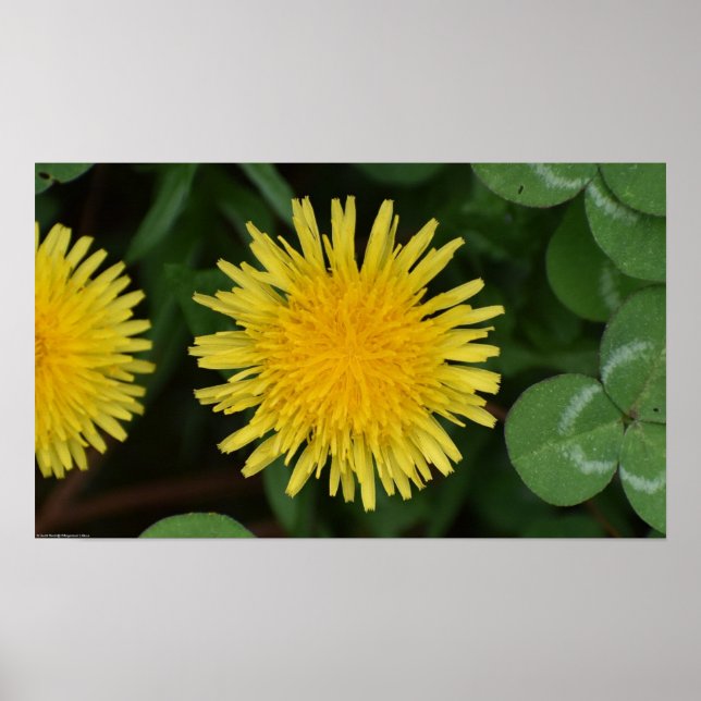 Poster Dandelion (Frente)