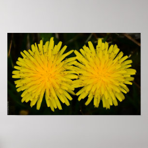 Poster Dandelion