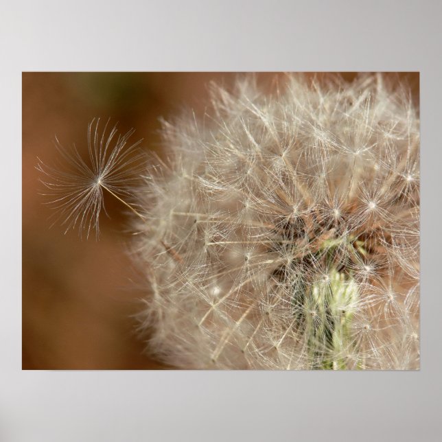 Poster Dandelion (Frente)
