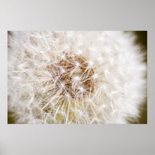 Poster Dandelion