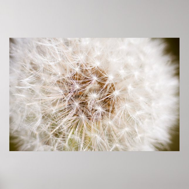 Poster Dandelion (Frente)