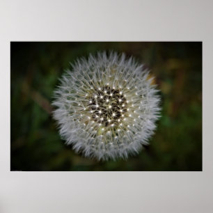 Poster Dandelion