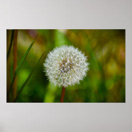 Poster Dandelion