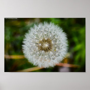 Poster Dandelion