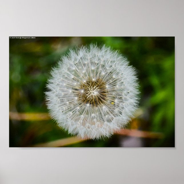 Poster Dandelion (Frente)