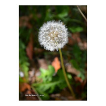 Dandelion