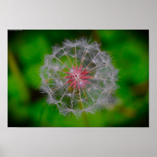 Poster Dandelion