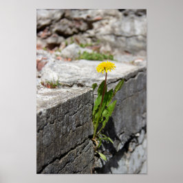 Poster Dandelion amarelo em primavera
