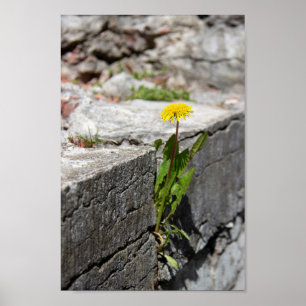 Poster Dandelion amarelo em primavera