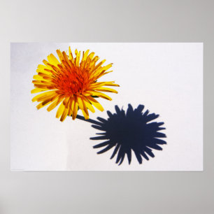 Poster Dandelion and Shadow wapcn