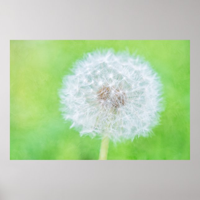 Póster Dandelion - Apenas Acordou Beleza (Frente)