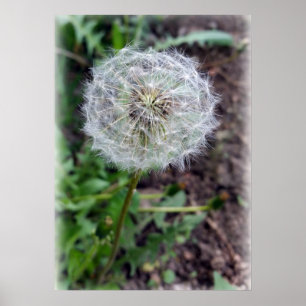 Poster dandelion bloom