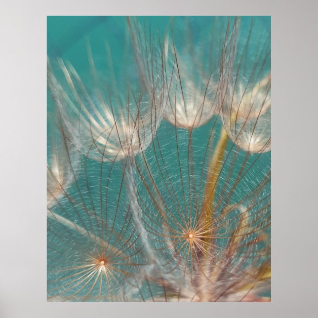 Poster Dandelion branco em fotografia fechada (Frente)