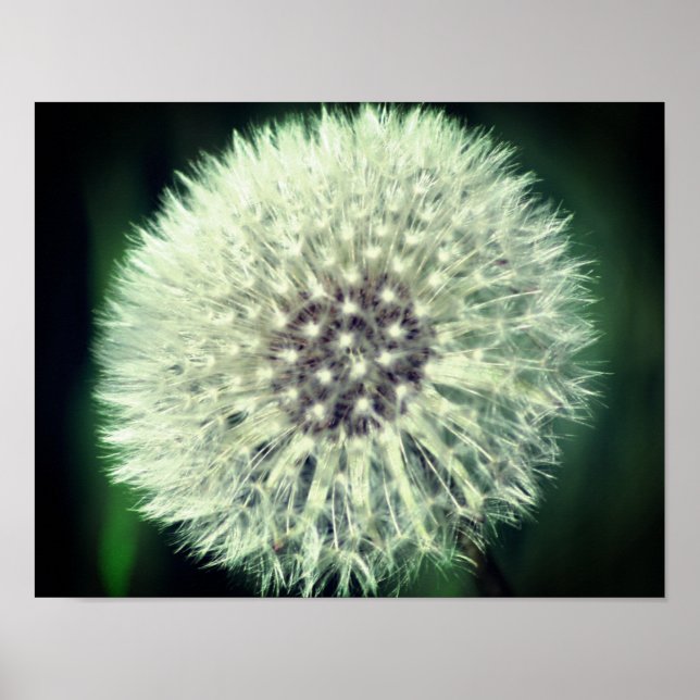 Poster Dandelion Branco Fluff Fechar (Frente)