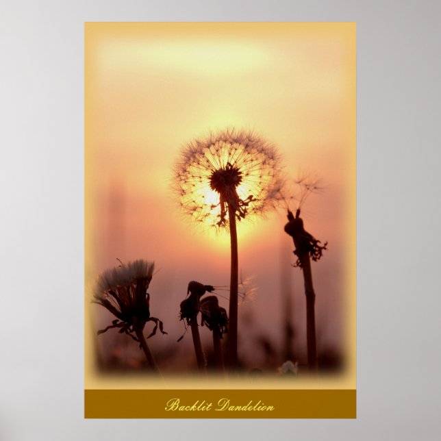 Poster Dandelion com iluminação traseira - Chisasibi Queb (Frente)