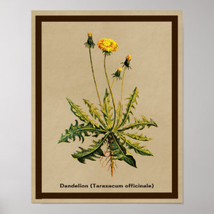 Poster Dandelion Em Papel Antigo
