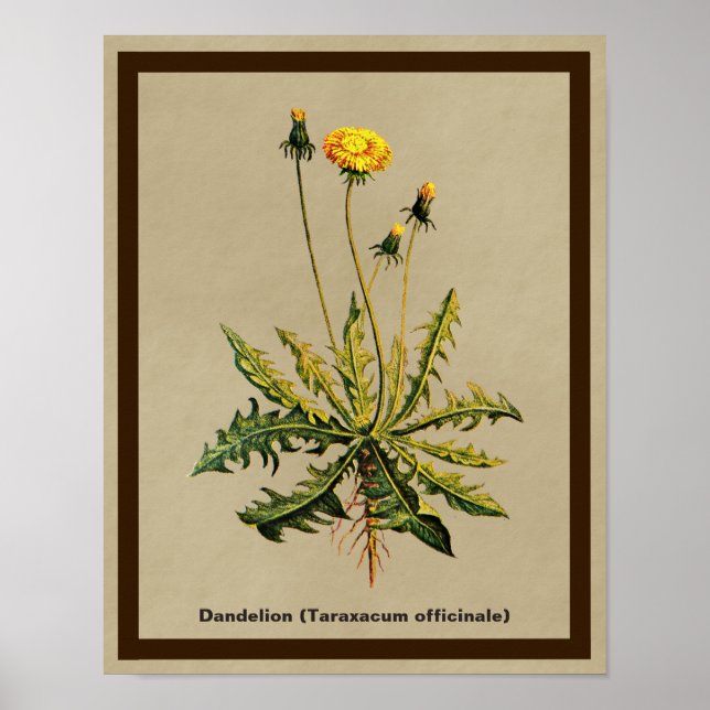 Poster Dandelion Em Papel Antigo (Frente)
