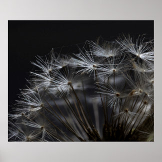 Poster Dandelion em preto