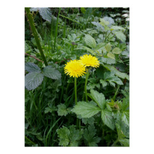 Póster Dandelion Flower