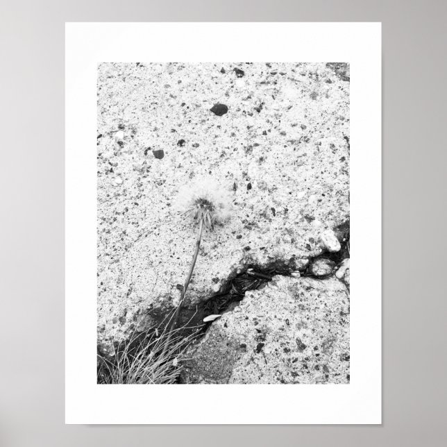 Poster Dandelion Flower Black e White Foto Esmagada (Frente)