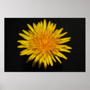 Poster Dandelion Flower wapcn