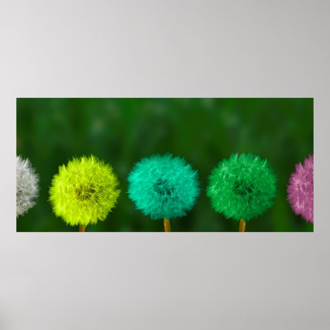 Poster Dandelion multicolor (Frente)