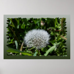 Poster Dandelion na grama