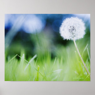 Poster Dandelion no prado