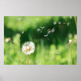 Poster Dandelion no vento