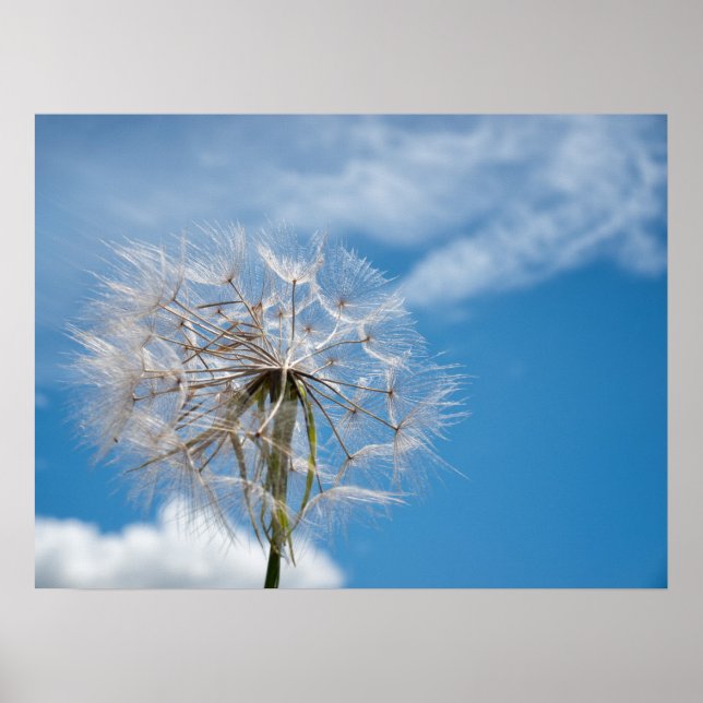 Póster Dandelion no vento (Frente)