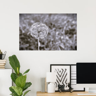Poster Dandelion - Noir,