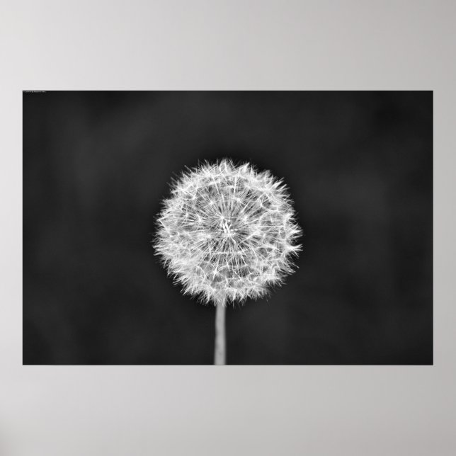Poster Dandelion - Noir (Frente)