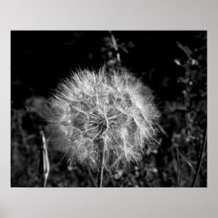 Poster Dandelion preto e branco grande e brilhante 16x20