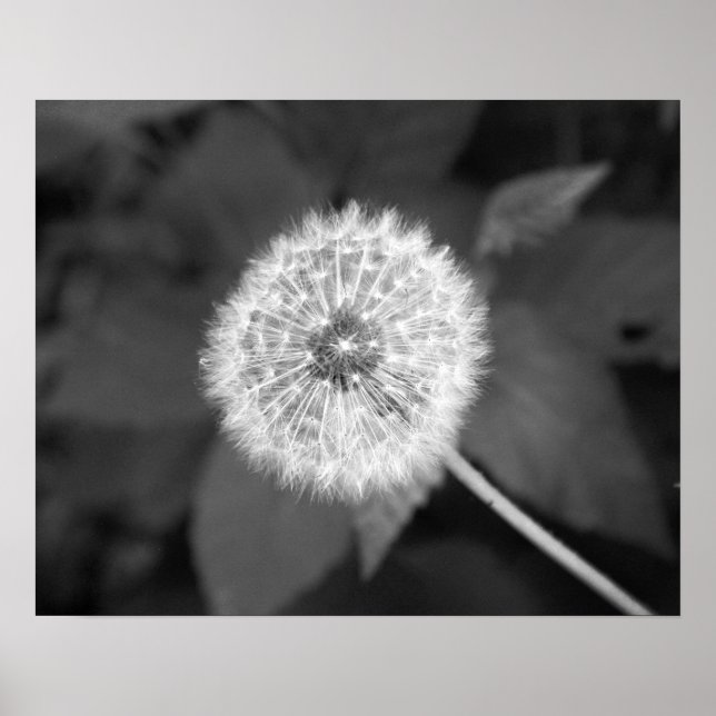 Poster Dandelion preto e branco na frente das folhas 16x2 (Frente)