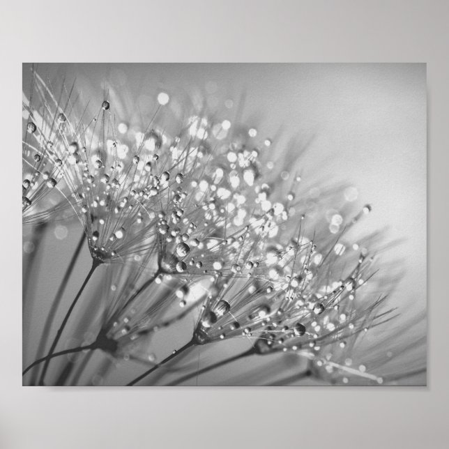 Poster Dandelion Seed Com Parede De Cano (Frente)