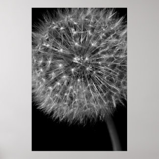 Poster Dandelion Seed Head