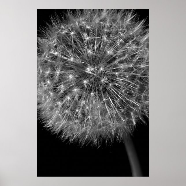 Poster Dandelion Seed Head (Frente)