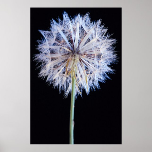 Póster Dandelion (Taraxacum Officinale) Semente (Frente)