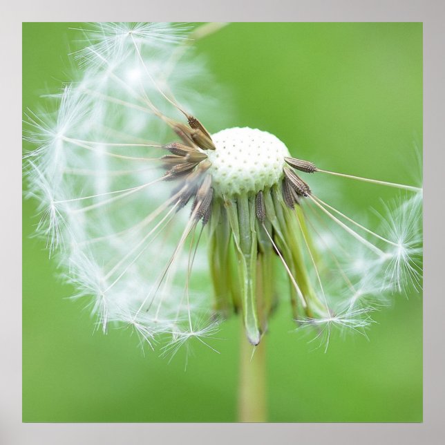Póster Dandelion Wish (Frente)