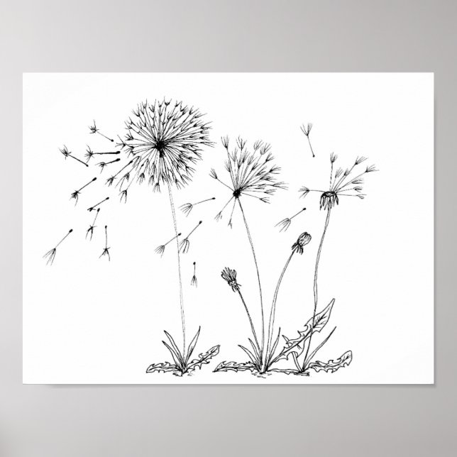 Poster Dandelions (Frente)