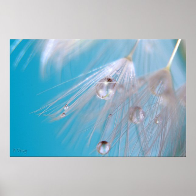 Póster Dandelions mágicos (Frente)