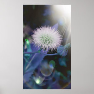 Poster Dandelions no sol, edição azul