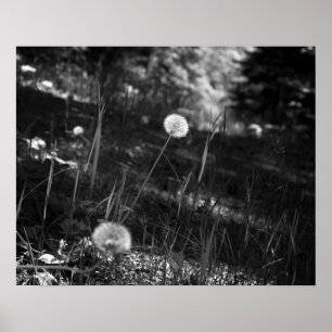 Poster Dandélions Pretos e Brancos nas Florestas 16x20